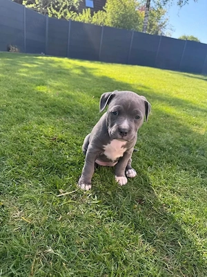 American Staffordshire sucht noch ihr zu Hause
