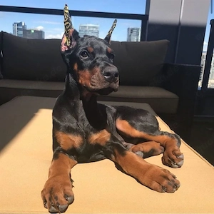 Wunderschöne Dobermann Welpen   Gesund, verspielt & bereit für ihr neues Zuhause    Bild 3