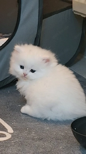 kleine katzen 