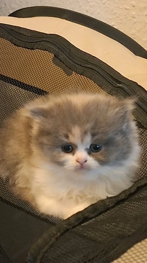 kleine katzen 