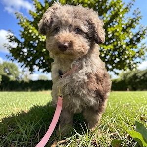 Familienfreundliche Hündin Welpe Pudel Cockapoo merle  ein blaues Auge, super brav & leinenführig!  Bild 3