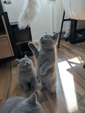 Liebevoll aufgezogene BKH Kitten mit Gesundheitszeugnis Bild 9