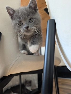 Liebevoll aufgezogene BKH Kitten mit Gesundheitszeugnis Bild 6