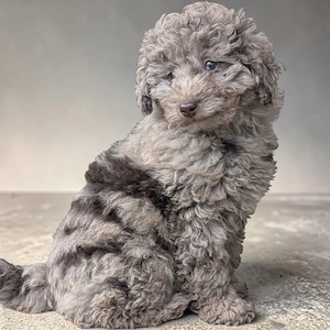 Familienfreundliche Hündin Welpe Pudel Cockapoo merle  ein blaues Auge, super brav & leinenführig! 