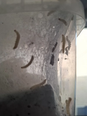 Zuchtansatz Lebensmittelmotten für Geckos, Dendrobaten und andere 