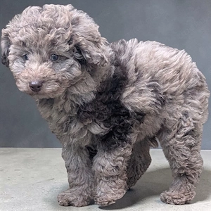Familienfreundliche Hündin Welpe Pudel Cockapoo merle  ein blaues Auge, super brav & leinenführig!  Bild 2