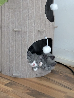 Liebevoll aufgezogene BKH Kitten mit Gesundheitszeugnis Bild 3