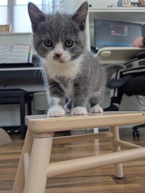 Liebevoll aufgezogene BKH Kitten mit Gesundheitszeugnis Bild 4