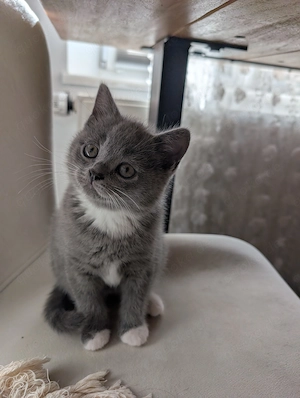 Liebevoll aufgezogene BKH Kitten mit Gesundheitszeugnis Bild 5