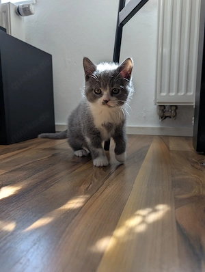 Liebevoll aufgezogene BKH Kitten mit Gesundheitszeugnis Bild 7
