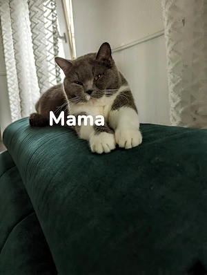 Liebevoll aufgezogene BKH Kitten mit Gesundheitszeugnis Bild 8