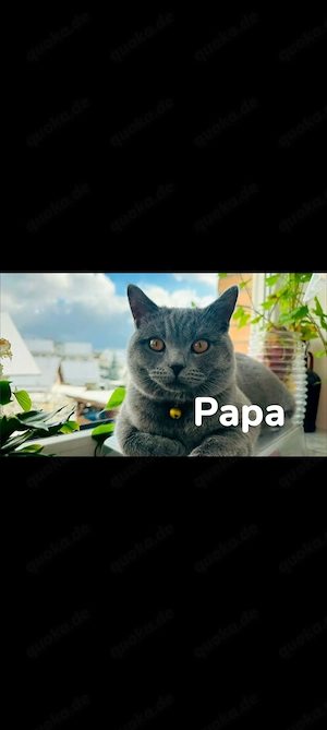 Liebevoll aufgezogene BKH Kitten mit Gesundheitszeugnis Bild 10