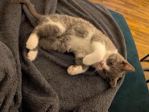 Liebevoll aufgezogene BKH Kitten mit Gesundheitszeugnis