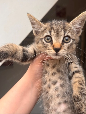 kater 3 monate alt zu verkaufen