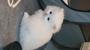 kleine katzen