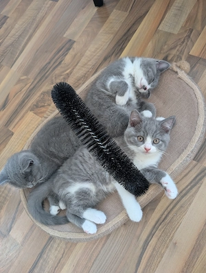 Liebevoll aufgezogene BKH Kitten mit Gesundheitszeugnis Bild 2