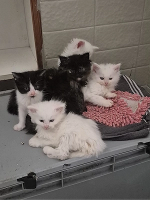 Main coon Kitten 