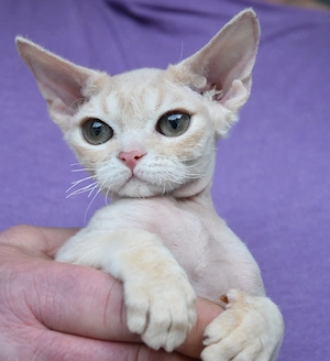 Devon Rex Weibchen BEA , reinrassig mit Stammbaum und Gesundheitszeugnis, EU Pass.