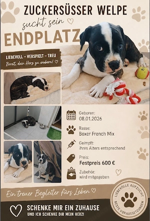boxer french mix Mädchen