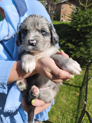 Golden Aussie Welpen (Golden Retriever X Australian Shepherd) mit Ahnentafel -ab Mitte Mai abzugeben