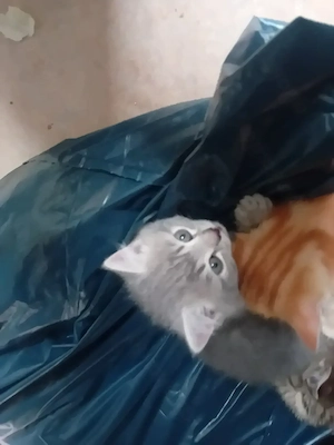 Suße Rassige BHK  Kitten  