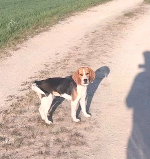 beagel Weibchen 8 Monate alt mit Ahnentafel 