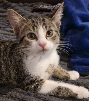 Süßer kleiner Kater sucht dringend ein  neues Zuhause 