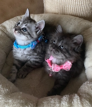 BKH Kitten