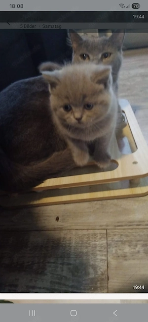 britisch kurz und lang haar zu verkaufen kitten