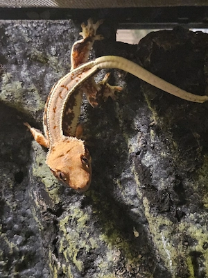 **Kronengeckos Correlophus ciliatus Lilly White zu verkaufen** 