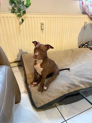 American Pocket Bully Hündin 