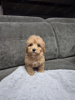 Maltipoo welpen 