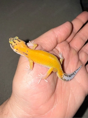 Leopardgecko (W)