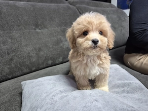 Maltipoo welpen 