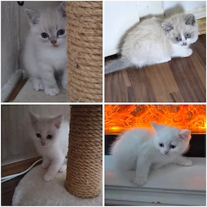 Süße BKH Kitten abzugeben   2 Mädchen & 2 Jungs   