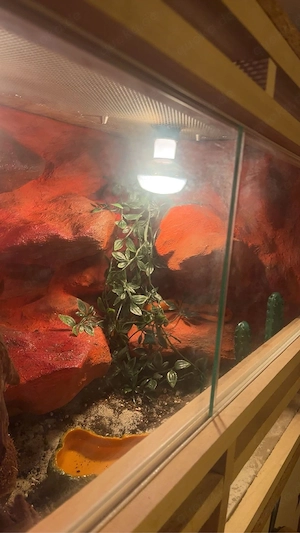 Terrarium mit kornnatter