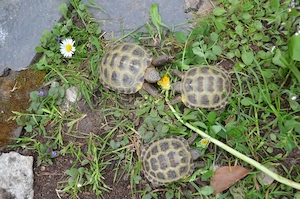 Vierzehenschildkröten Nz 2023+2025 