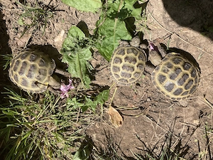 Vierzehenschildkröten Nz 2023+2025 