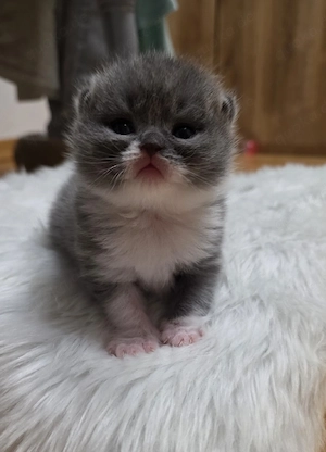 Britisch Kurzhaar, BKH Kitten