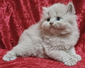 Blh Bkh Kitten mit dem Stammbaum