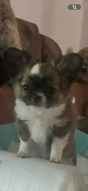 Wunderschöne Chihuahua 