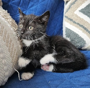Süße Katzenbabys suchen ein Zuhause