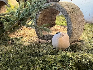 Wachtel Speise Eier ,Bioeier, Freilandeier, Artgerechte Haltung Bild 4
