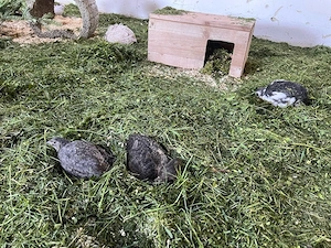 Wachtel Speise Eier ,Bioeier, Freilandeier, Artgerechte Haltung Bild 5