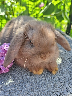 Junge Zwergwidder  Minilop Bild 2