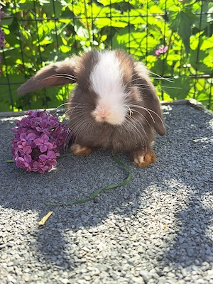Junge Zwergwidder  Minilop Bild 3