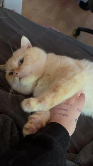 liebevoller kater sucht sein Für-Immer-Zuhause