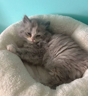 BLH wunderschöne Kuschelmaus 