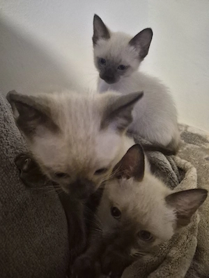siam kitten 