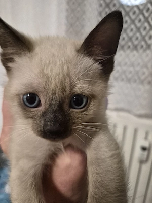 siam thai kitten 